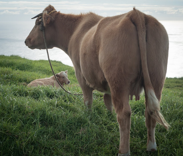 Cute cows of Ponta do Pargo, Madeira