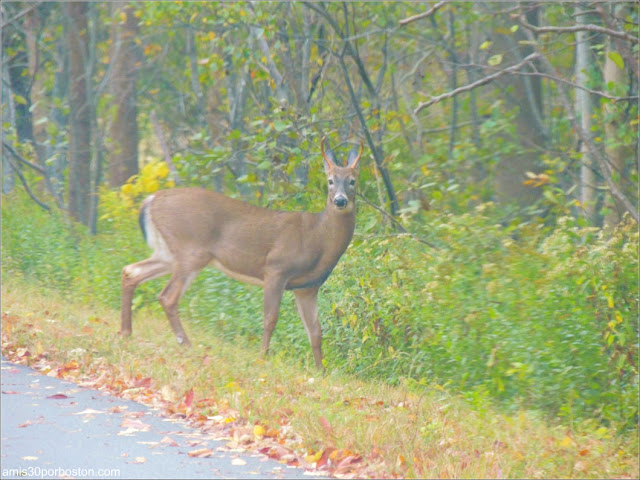 Fauna de Maine VIsta desde el Coche durante el Puente por Columbus Day 