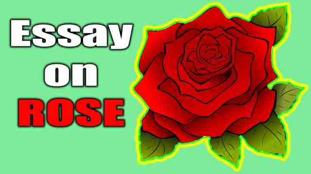 This is vector image of rose and is been used for an essay on rose in english
