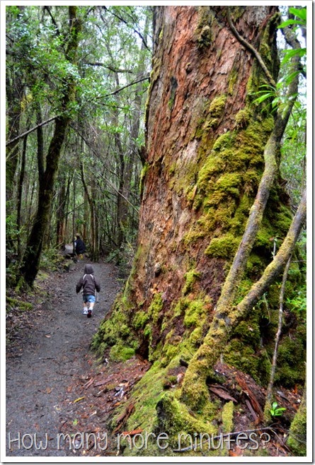 Tahune AirWalk ~ How Many More Minutes?