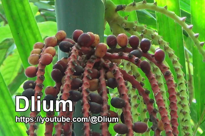 Dlium Pinang piji (Pinanga coronata)