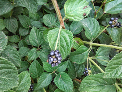 semillas de lantana camara