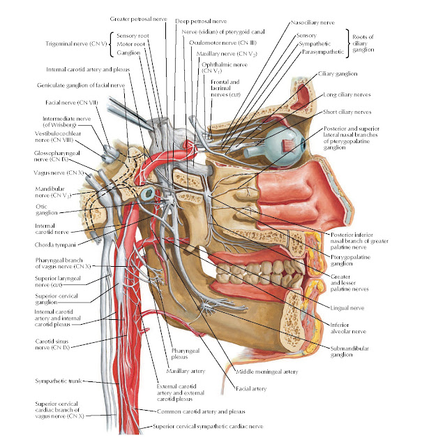 Autonomic Nerves in Head Anatomy