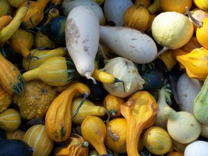 pumpkins in fall