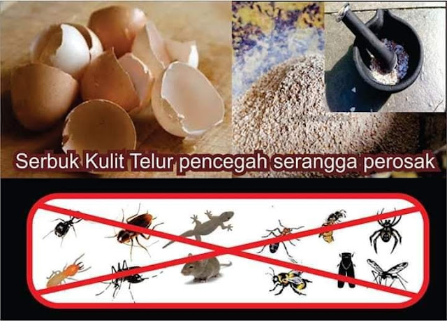 Kulit telur cegah serangga perosak tanaman