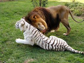 lion and white tiger, funny animal pictures, animal pics