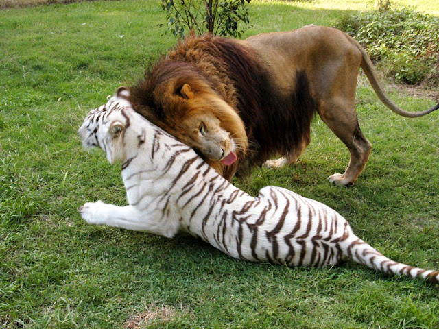 lion and white tiger, funny animal pictures, animal pics