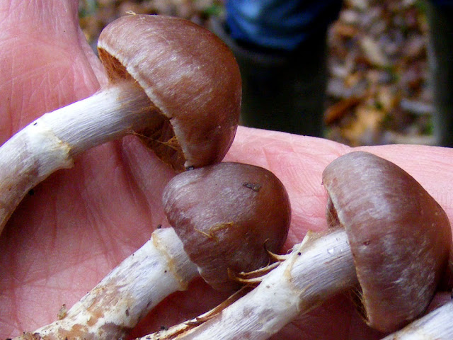 Stocking Webcap Cortinarius torvus.  Indre et Loire, France. Photographed by Susan Walter. Tour the Loire Valley with a classic car and a private guide.
