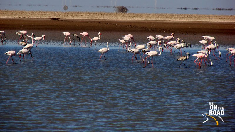 Lesser Flamingos at Little Rann of Kutch, Gujarat, India