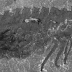 The 508 million year old sea predator found.