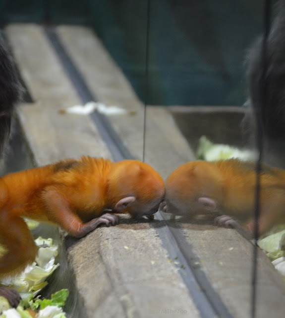 The orange baby langur appears to look at its reflection in the enclosure's glass.