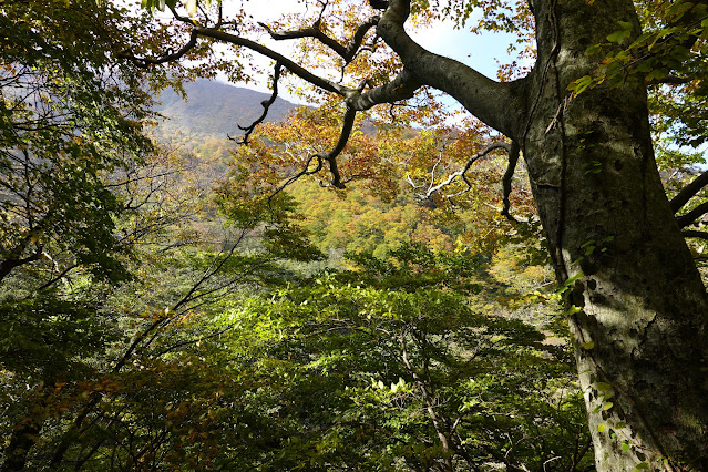 鳥取県西伯郡大山町大山　治山道路からの眺望