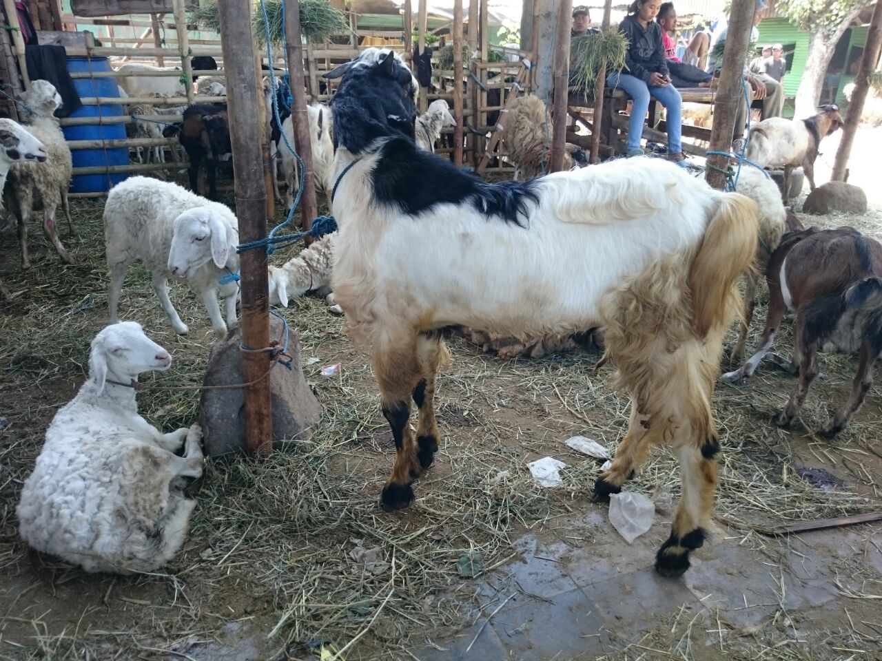 Jasa Layanan Aqiqah Kambing Terbaik