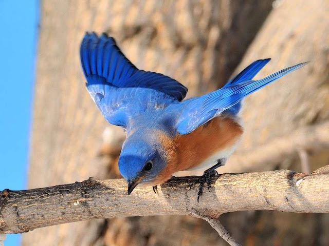 Blue Bird Wallpaper