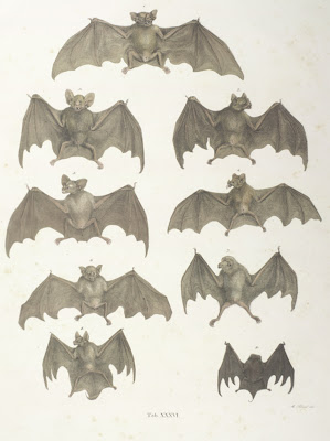 bats