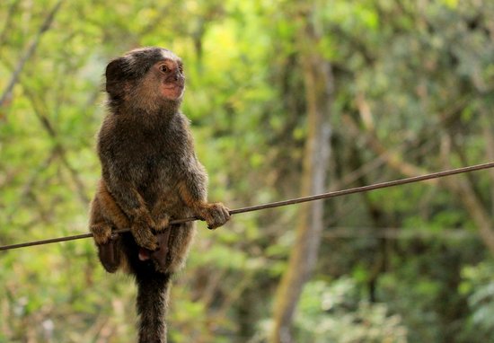 Alerta! Macacos encontrados mortos em Ondina e Castelo Branco 