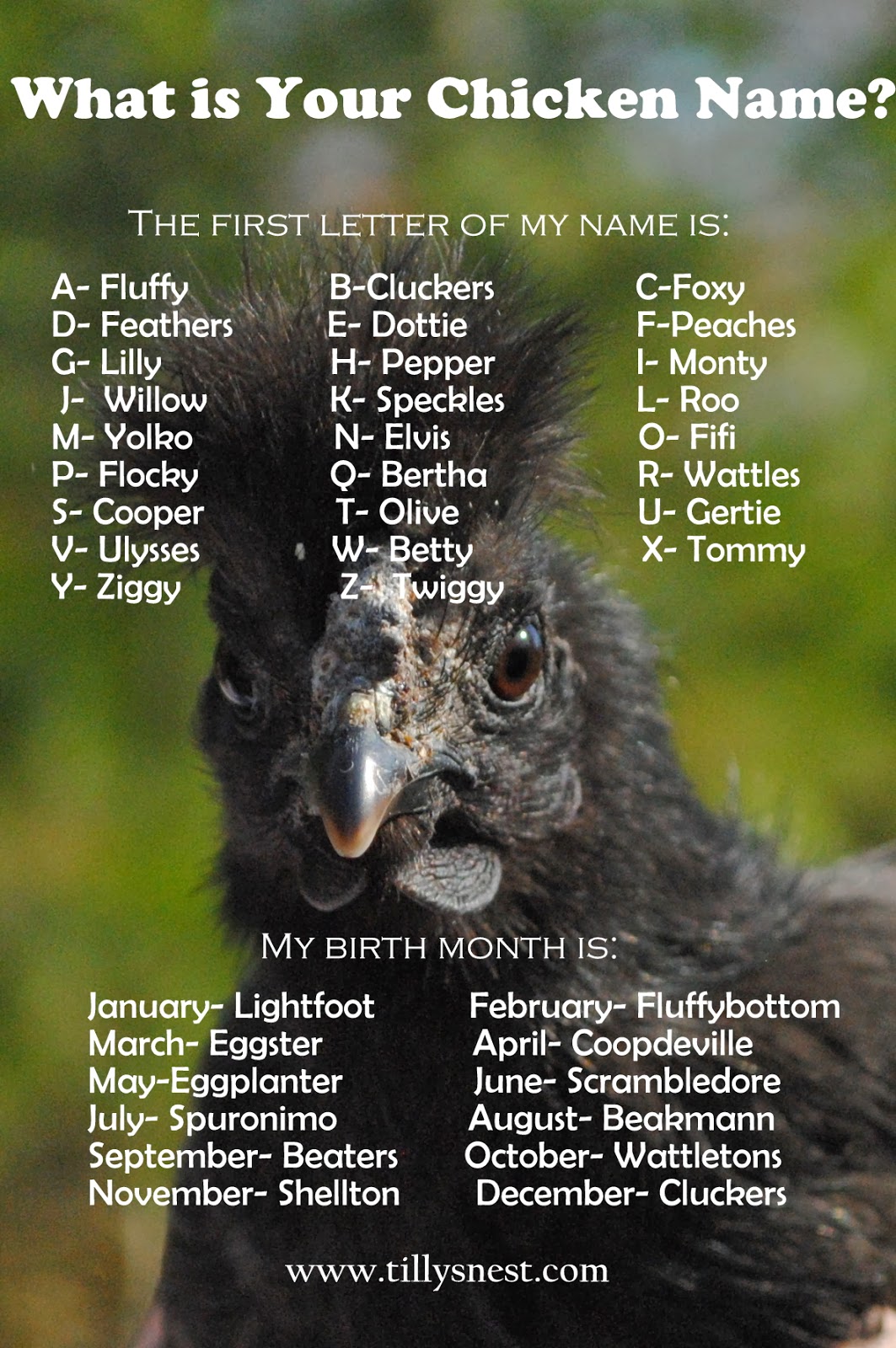 Tilly's Nest: What is Your Chicken Name?