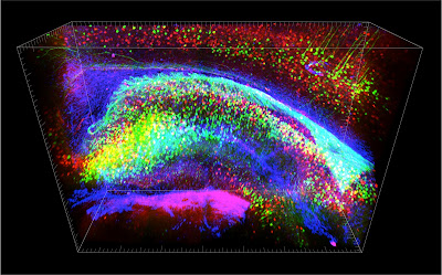 Neuronas (verde), Interneuronas (rojo) y Células de glía (azul)