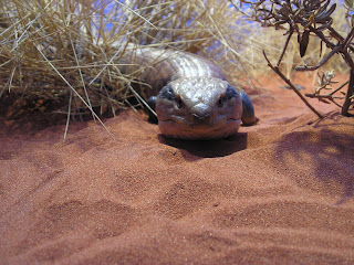 Alice Springs Desert Park