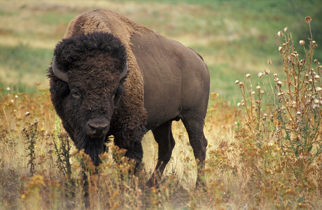 American Buffalo