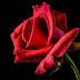 Rosaceae (Rose family) & Solanaceae (Potato family)