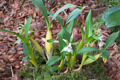 Aspasia lunata care and culture