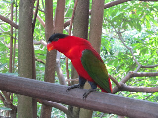 Jurong Bird Park, Singapore