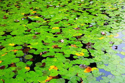 Aquatic habitat.