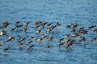 Wildlifefotografie Naturfotografie Lippeaue Sonnenuntergang Olaf Kerber