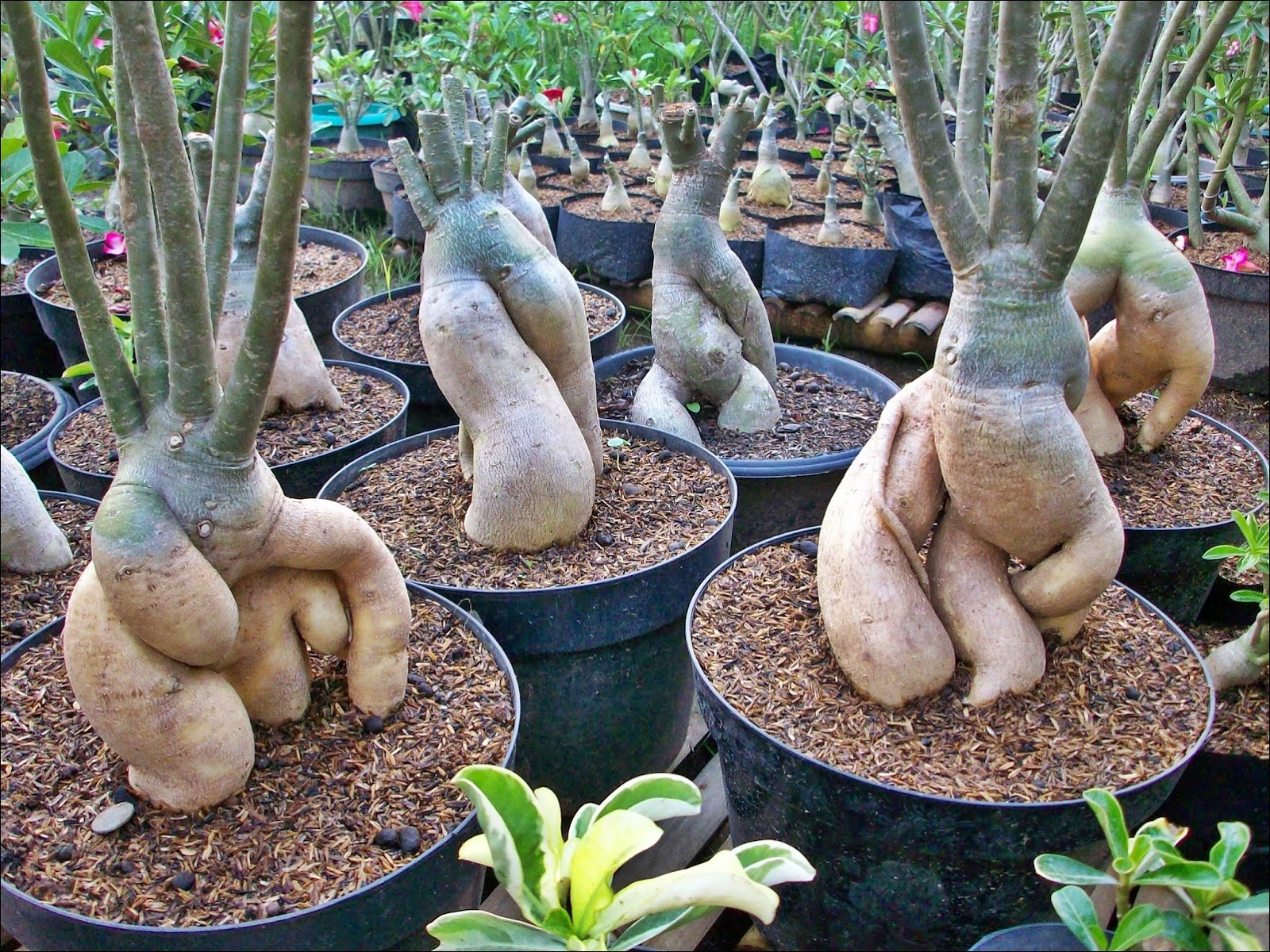 Mengobati Busuk Bonggol Pada Adenium