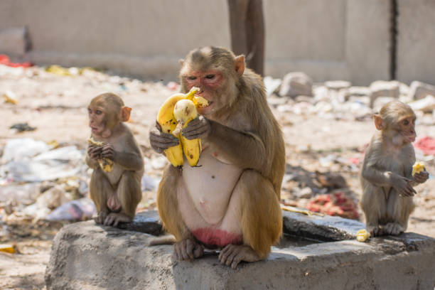 Alerta em Hong Kong: primeiro caso de infecção humana pelo vírus B transmitido por macacos
