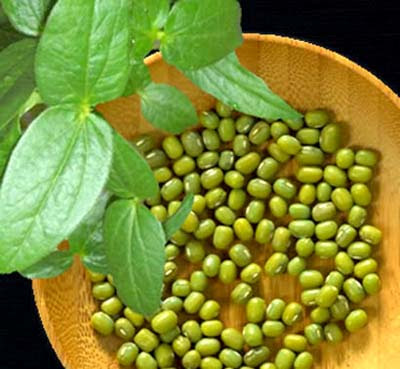 Green Beans Plate