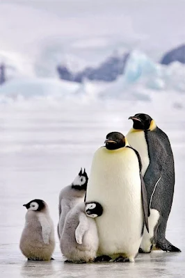 Já os pinguins, com seu jeito desajeitado e charmoso, conquistam admiradores em todo o mundo. Suas jornadas através do gelo antártico ou das praias rochosas são uma ode à resistência e à determinação. E quem pode resistir ao espetáculo de ver grupos de pinguins mergulhando graciosamente nas águas geladas ou marchando em fila, como se estivessem realizando uma parada militar?