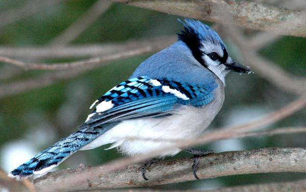 The Blue Jay Bird