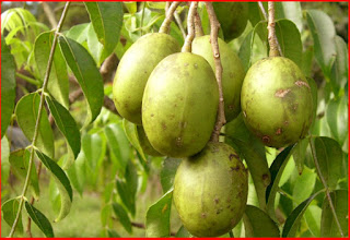 Khasiat Buah Kedondong Untuk Ibu Hamil