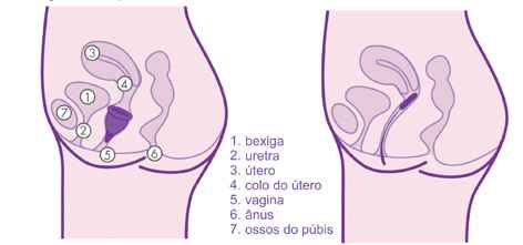 coletor menstrual