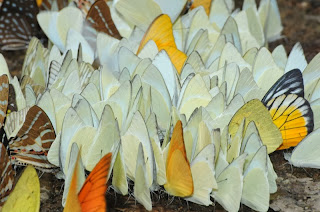 Common Albatross (Appias albina), Orange Albatross  (Appias nero), Red-spot Sawtooth (Prioneris philonome clemanthe)