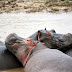 Ituri : un enfant tue dans un naufrage provoque par un hippopotame