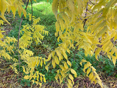 Branches with yellow leaves hanging in front of green clover-like weeds