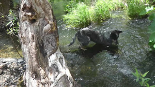 perro de oro rastreador ruidoso