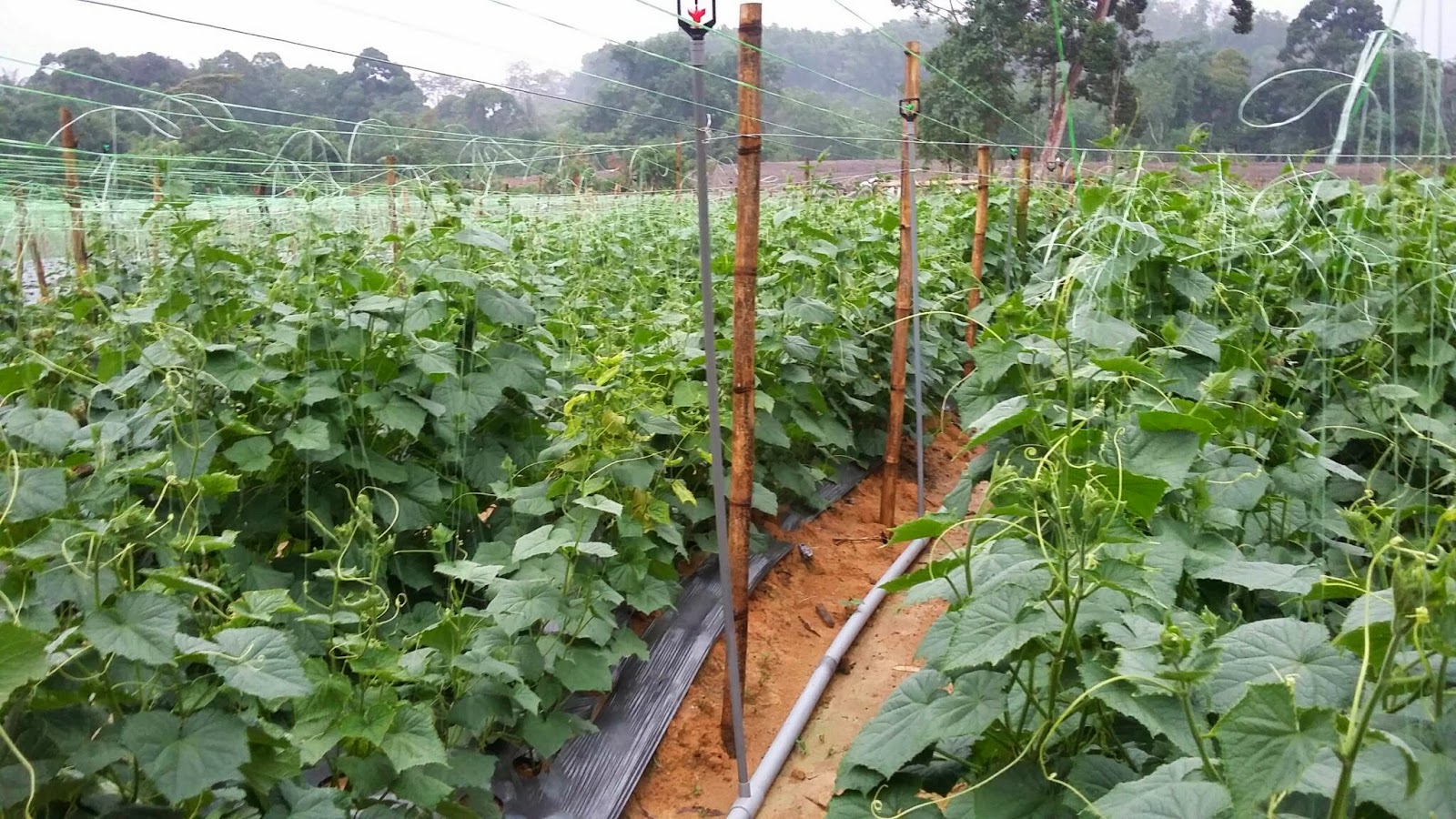 Indahnya Cinta Kerana Allah Progres Kebun Sayur 