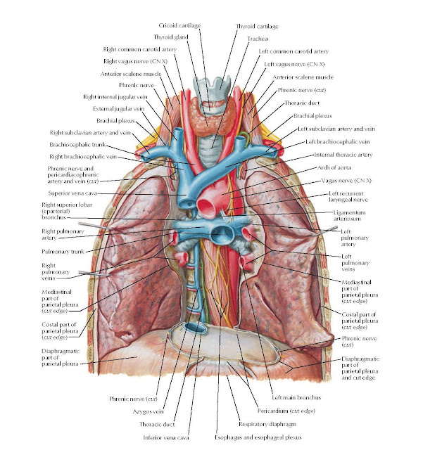 Great Vessels of Superior Mediastinum Anatomy  Cricoid cartilage Thyroid cartilage, Thyroid gland, Right common carotid artery Right vagus nerve (CN X) Anterior scalene muscle, Phrenic nerve, Trachea, Left common carotid artery Left vagus nerve (CN X), Anterior scalene muscle Phrenic nerve (cut) Thoracic duct, Brachial plexus, Right internal jugular vein, External jugular vein, Brachial plexus ry and vein vein, Left brachiocephalic vein Internal thoracic artery, Right subclavian a, Brachiocephalic t Right brachiocep, Phrenic nerve and pericardiacophrenic artery and vein (cut), Superior vena cava,