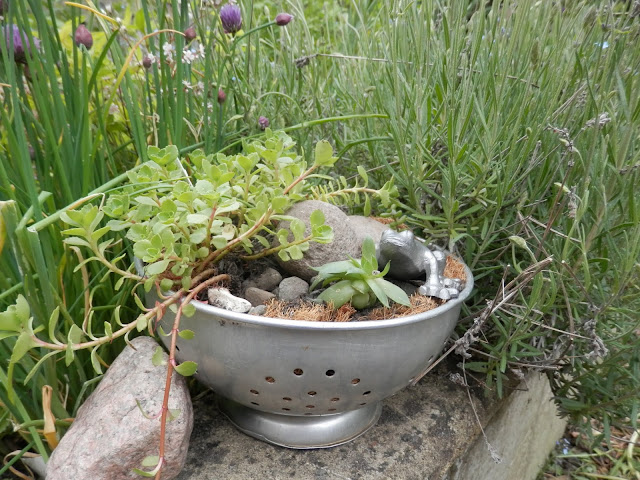 Diary of a permaculture (ish) garden, May 2019. From UK garden blogger secondhandsusie.blogspot.com #permacultreuk #suburbanpermaculture #frontgardenallotment #ukgardenblogger