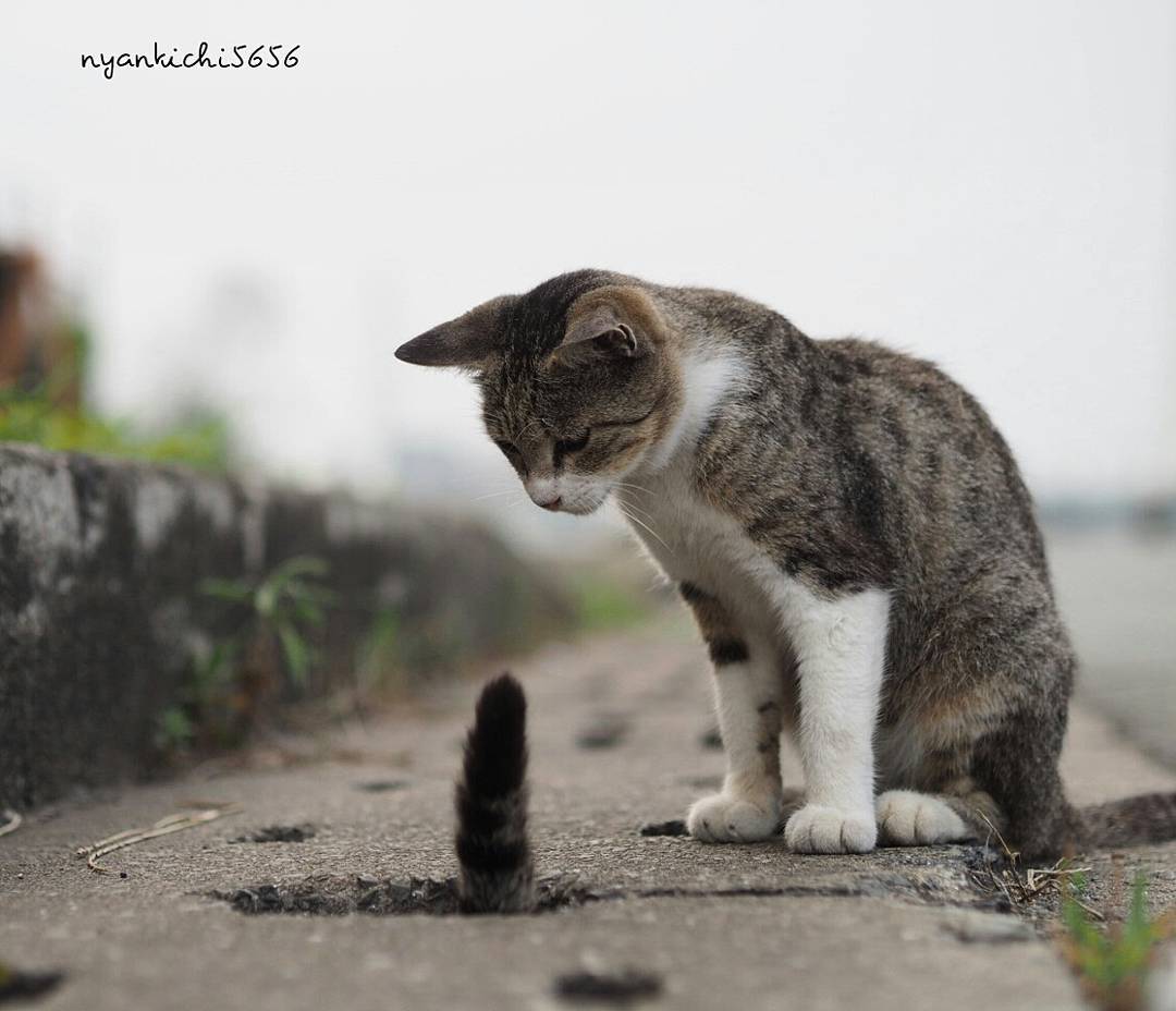 Foto Kucing Lucu Yang Sedang Main di Lubang Selokan Foto 