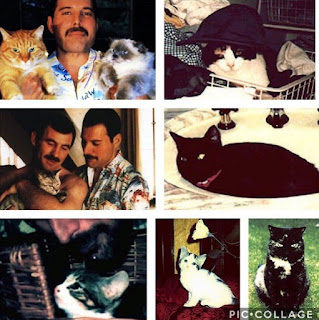 Los ocho gatos de Freddie Mercury