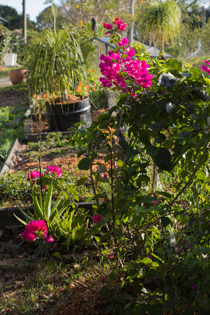 purple bougainvillea