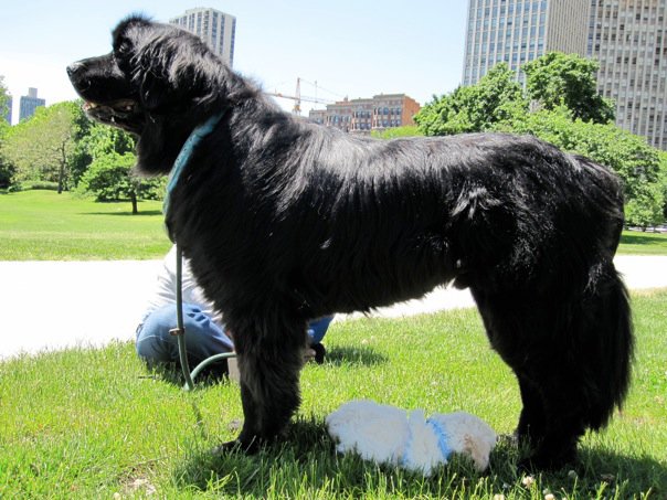 target dog spot. Chicago Dog Spot