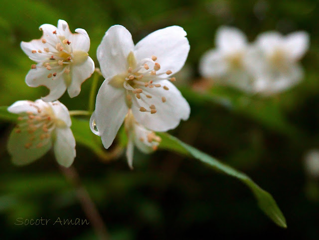 Philadelphus satsumi