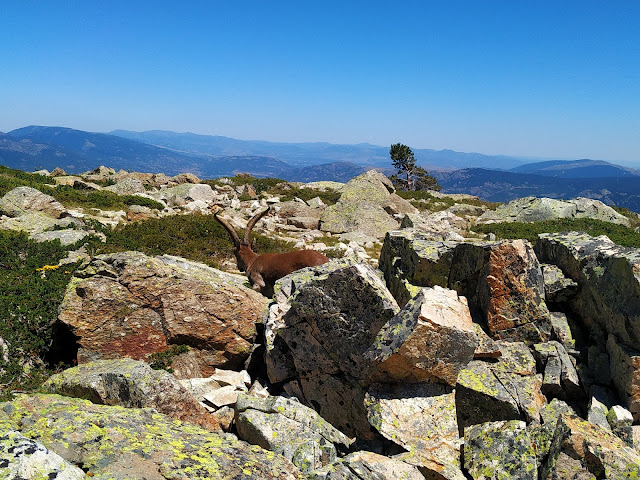 Subida al Peñalara . Techo de Madrid y Segovia. Parque Nacional de Guadarrama