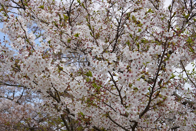 鳥取県米子市福市　福市遺跡　ソメイヨシノ（染井吉野）